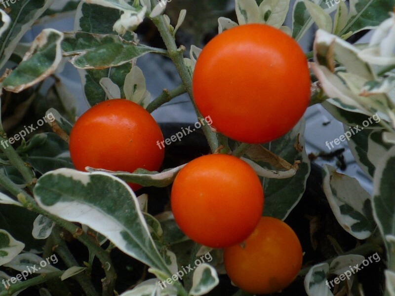 Ornamental Plant Red Fruits Silver-white Patterned