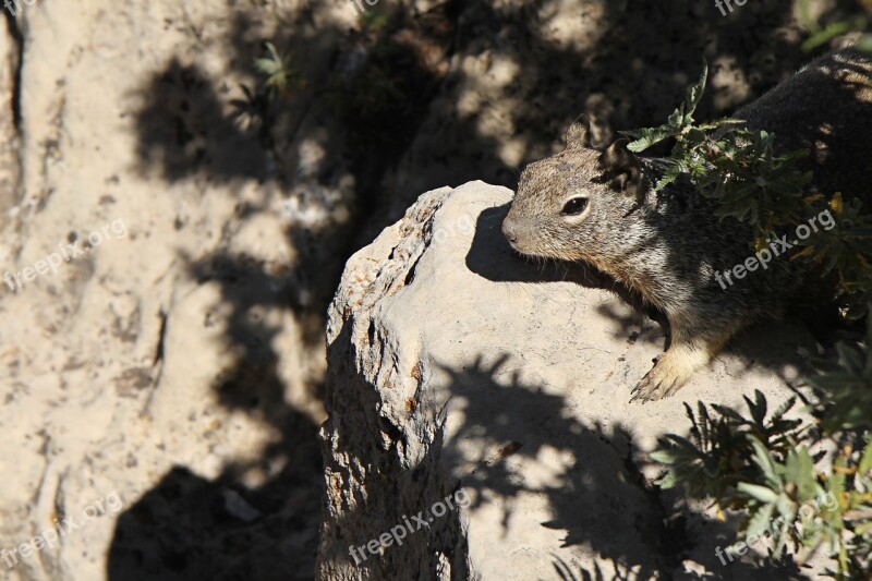 Grand Canyon Squirrel Animal Nature Nager