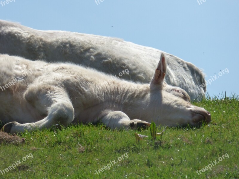 Cow Calf Animals Cattle Animal