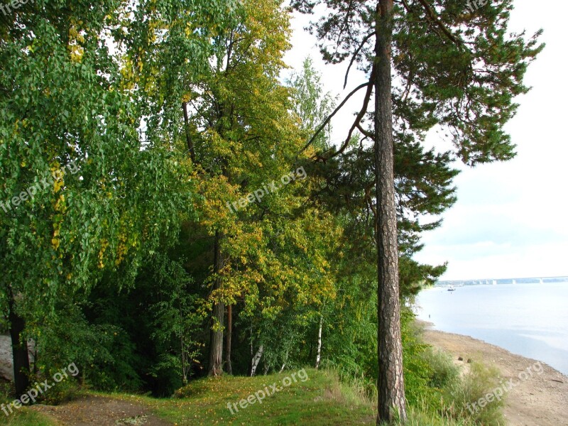 Pine Forest Trees River Nature