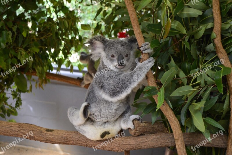 Australia Koala Brisbane Animal Wildlife