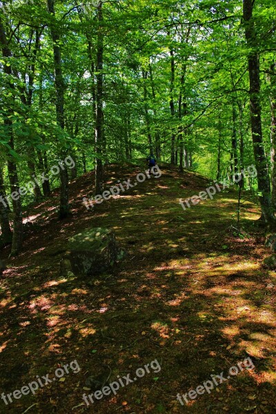 Forest Tree Landscape Forests Sunlight