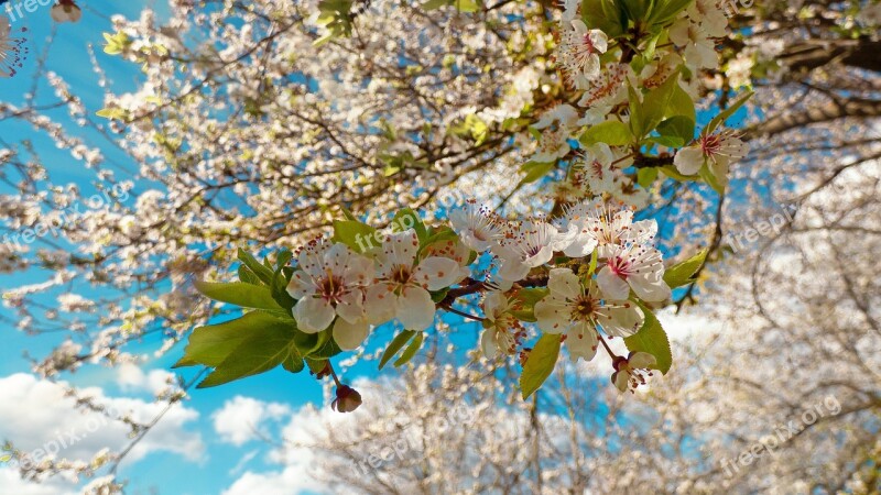 Tree Bloom Apple Sky Blue