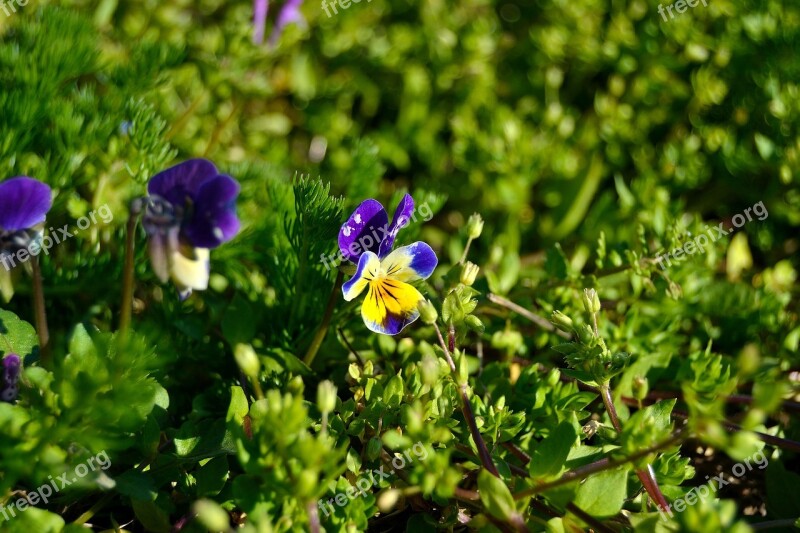 Bosviooltje Forest Violin Purple Violin Flower