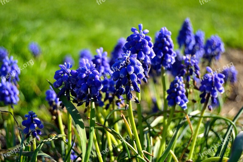 Flowers Garden Blue Flowers Summer Blue