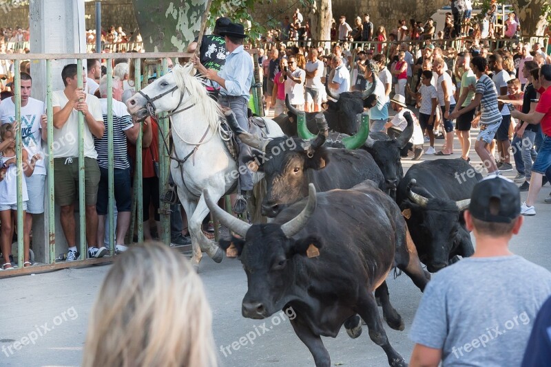 Beaucaire Bulls 100 Bulls Gardians Horses