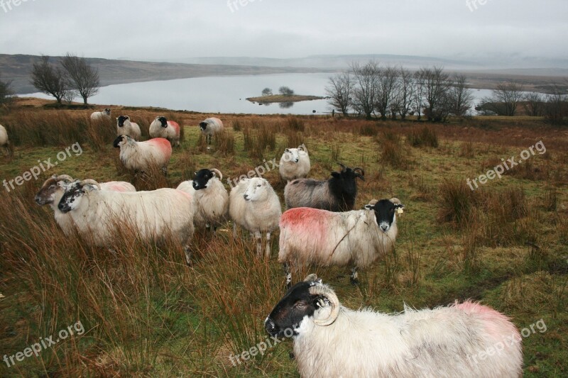 Sheep Ireland Donegal Farm Animal