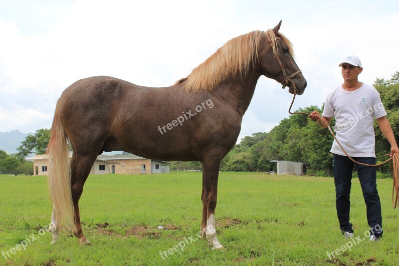 Peruvian Horse Panama Animal Free Photos