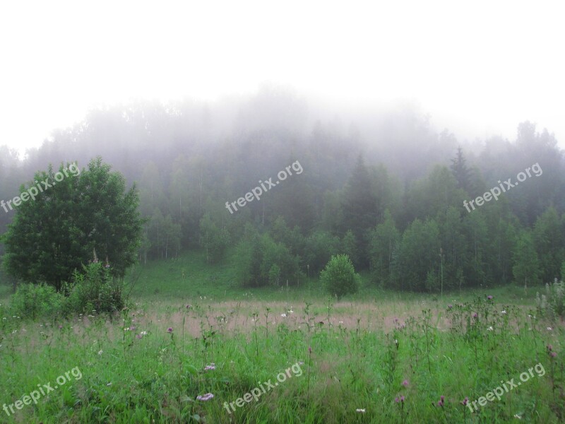 Fog Forest Grass Glade Nature Landscape