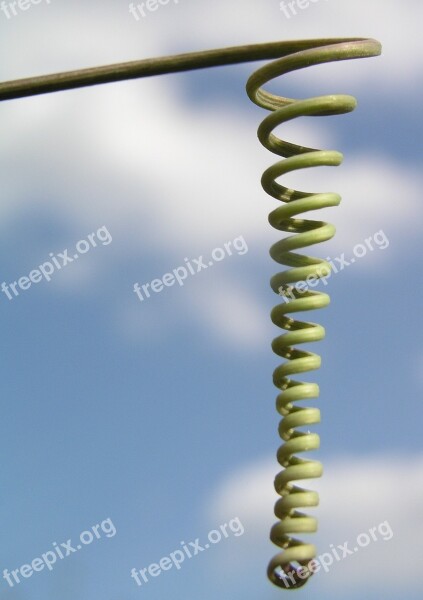 Nature Frond Stalk Plant Free Photos