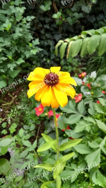 Bamberg Blume Gelbe Garden Flower