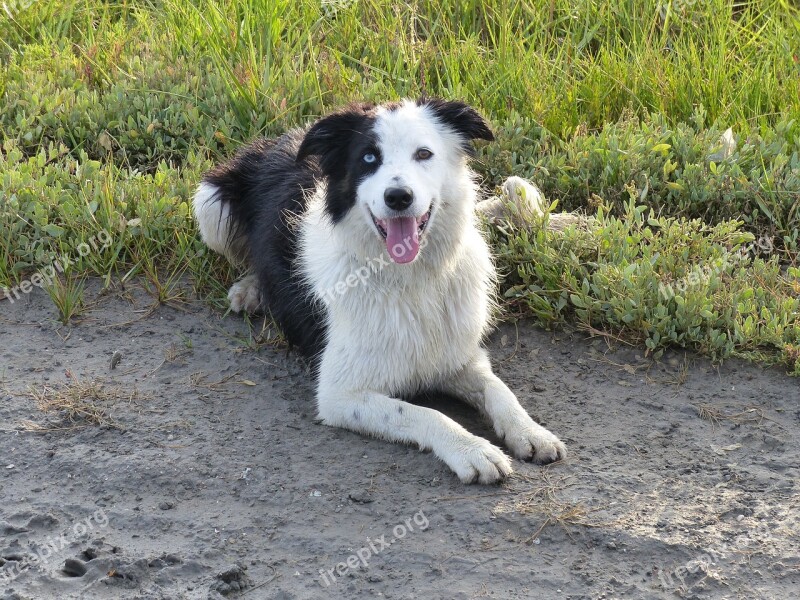 Dog Dogs Border Collie Collie Black