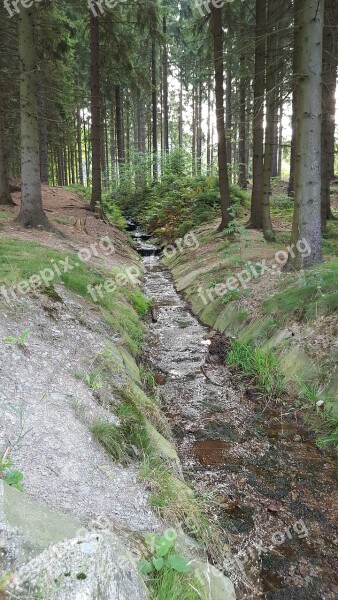 Torrent Forest Inlet Water Free Photos