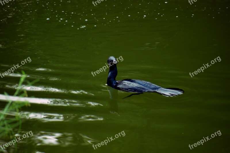 Darter Bird Water Bird Anhinga Black Bird Free Photos