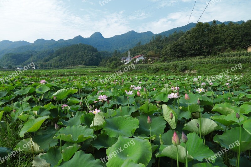 The Scenery Lotus Realism Free Photos