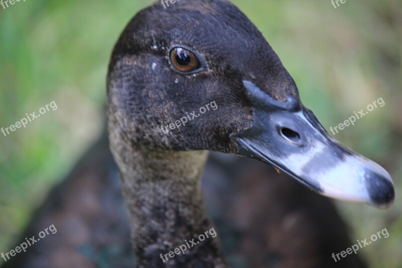 Duck Ave Peak Beauty Animal