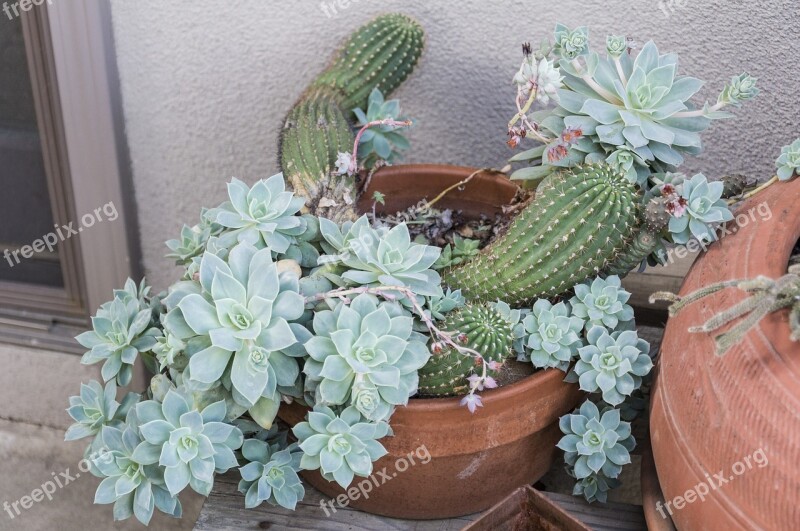 Cacti Pale Green Pots Green Flora