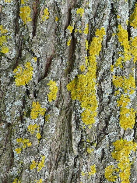 Tree Bark Lichen Close Up Free Photos