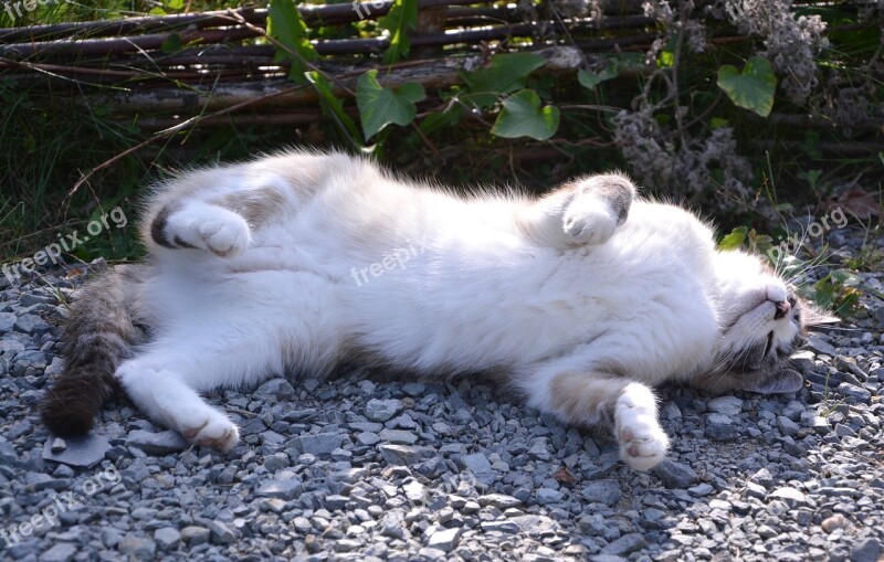 Cat Is Lying On The Ground Feline Domestic Animal Soft Affectionate