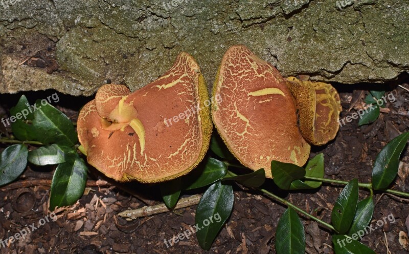 Boletus Mushroom Rock Wall Mushroom Fungi Plant