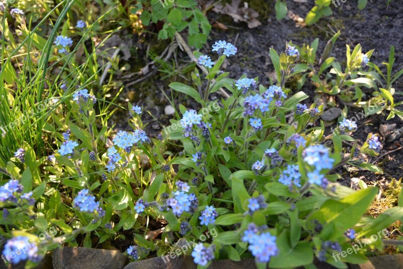 Flowers Nots Blue Small Flowers Free Photos