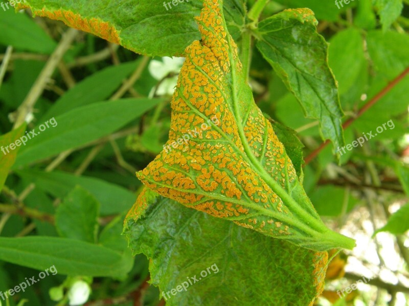 Blackberry Orange Rust Plant Disease