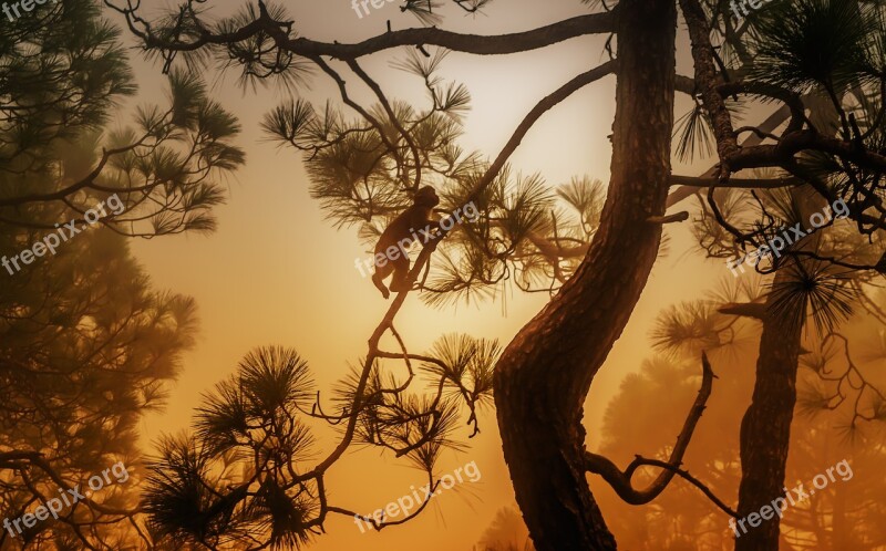 Foggy Tree Monkey Silhouette Nature