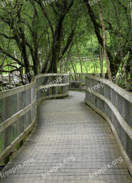 Forest Trees Nature Wooden Track Leadership