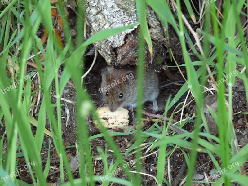 Field Mouse Mouse Nature Free Photos