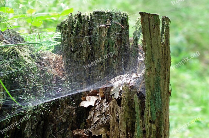 Próchniejący Stock Stump Cobweb Forest Moss