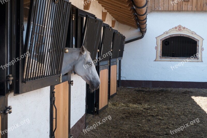 Stud Reiterhof Lipizzaner Reitstall Homestead