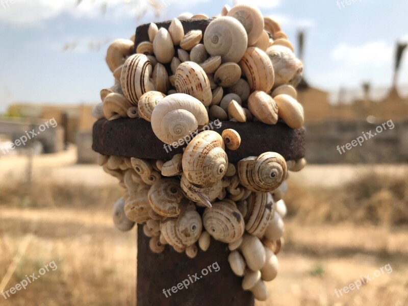 Snails Insect Shell Brown Snail Free Photos