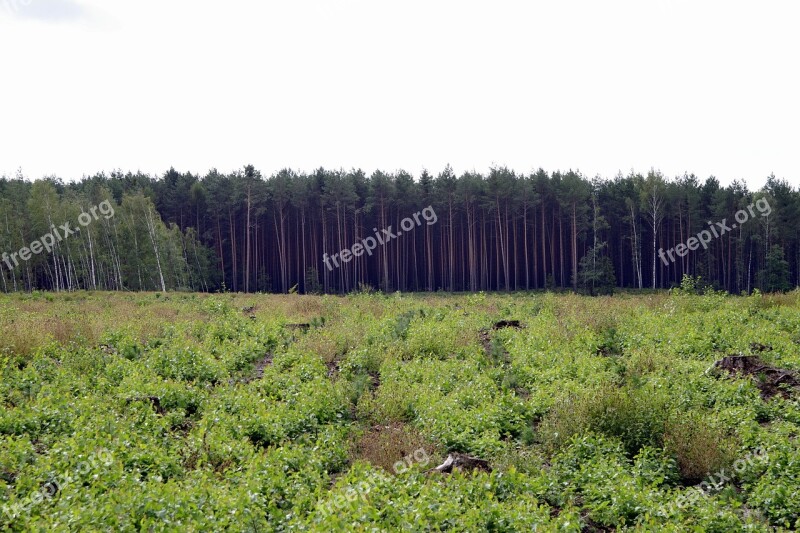 Forest Tall Polyana Spruce Tree