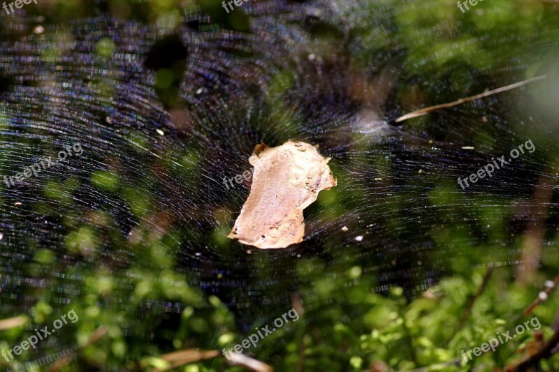 Cobweb The Grid Snap Large Trampoline