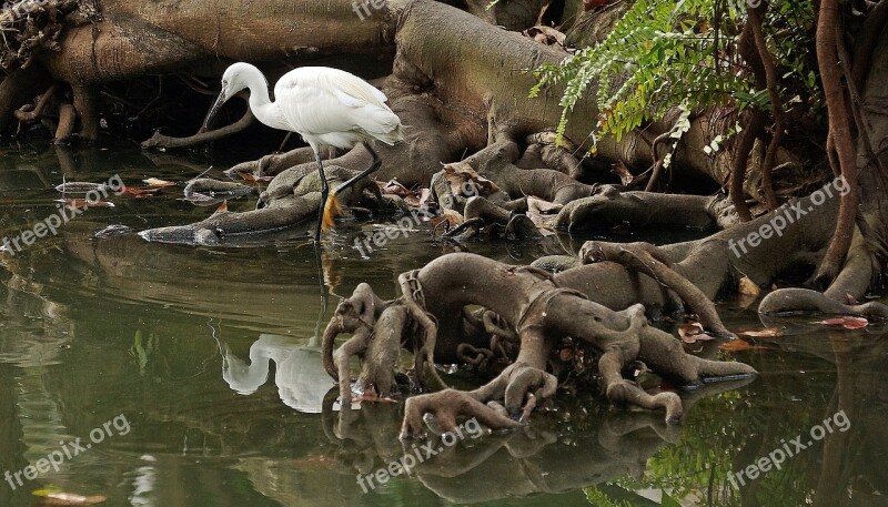 Wading Bird Waders Heron Pond