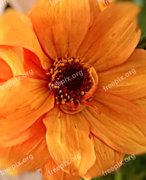 Plant Dahlia Flower Garden Single Bloom Large