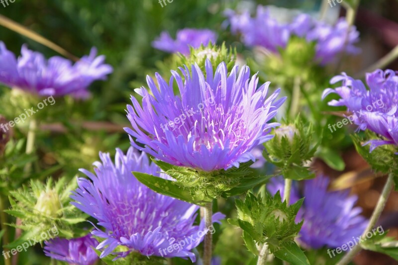 Flowers Mallows Plants Jardiniere Pot