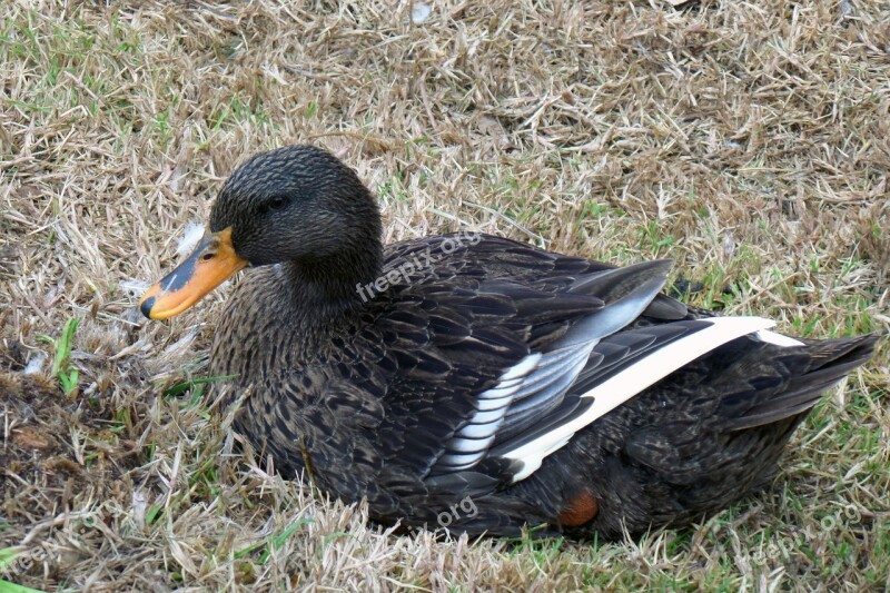 Duck Ave Nature Wild Ducks Feathers