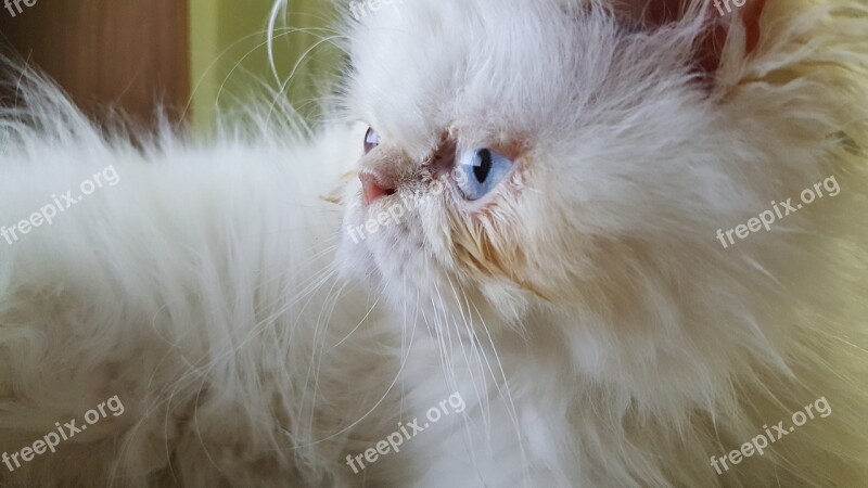 Cat Pet Persian Cat White Fur Free Photos