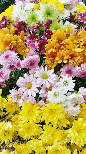 Flowers Flower Beautiful Flower Garden Flowers A Yellow Flower