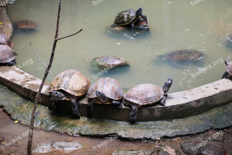 Tortoise Water Nature Marine Tropical