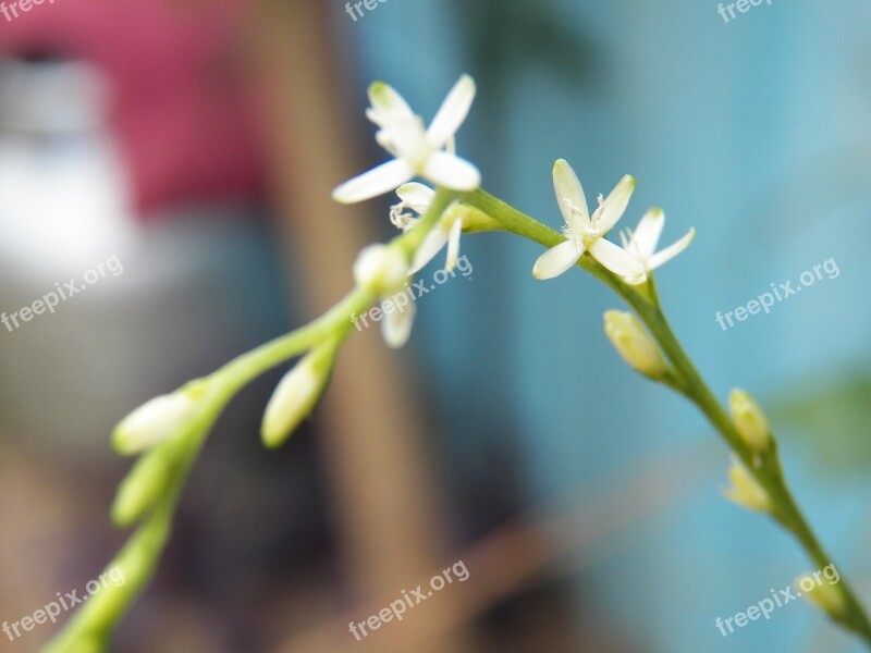 Guinea Flower White Macro Nature Garden