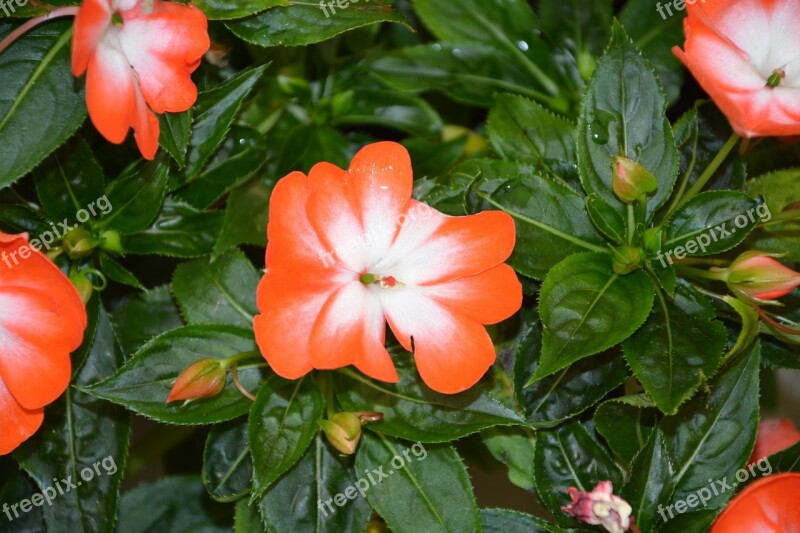 Flowers Impatiens Red White Nature