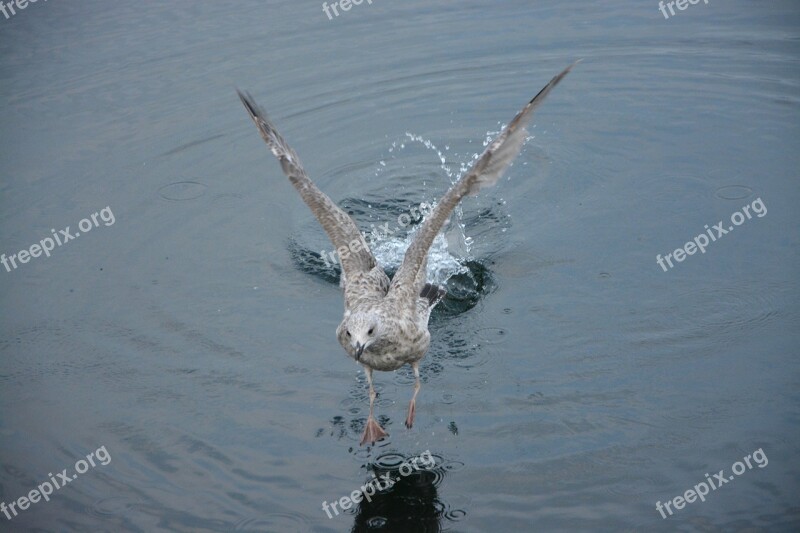 Seagull Flight Bird Sea Port Saint Malo