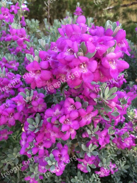 Purple Sage Flower Purple Sage Plant