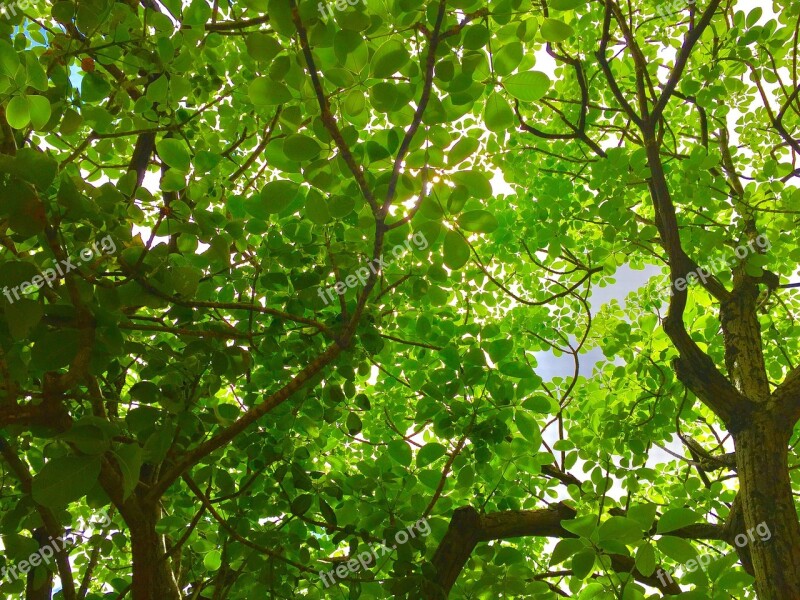 Leaves Trees Nature Green Branch