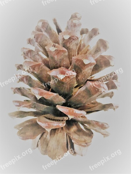 Brown Pine Cone Free Photos