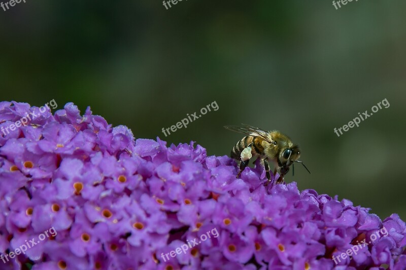 Wasp Insect Blossom Bloom Free Photos