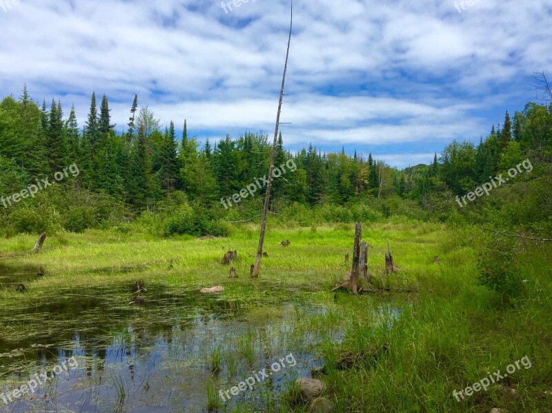 Wilderness Forest Sky Water Bog