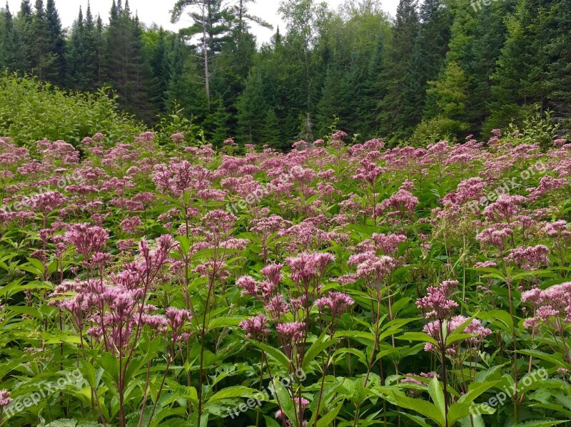 Flowers Meadow Forest Woods Nature